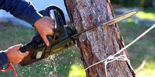 Reliable Vancleave, MS Tree Removal Solutions