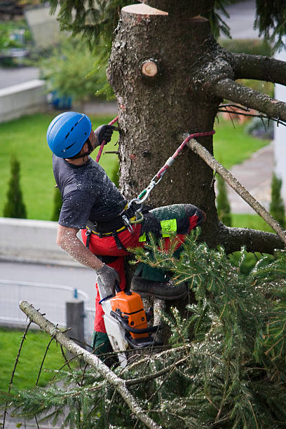 Best Tree and Shrub Care  in Vancleave, MS